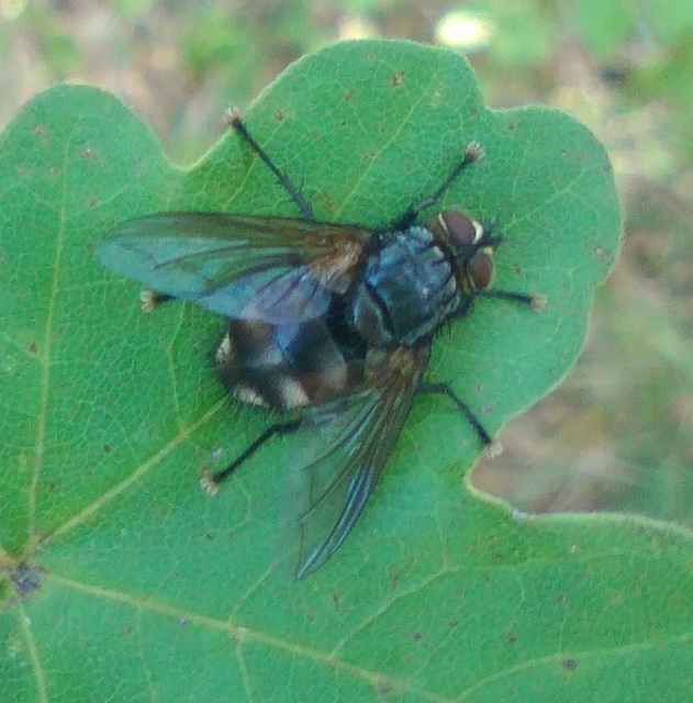 Nemoraea pellucida