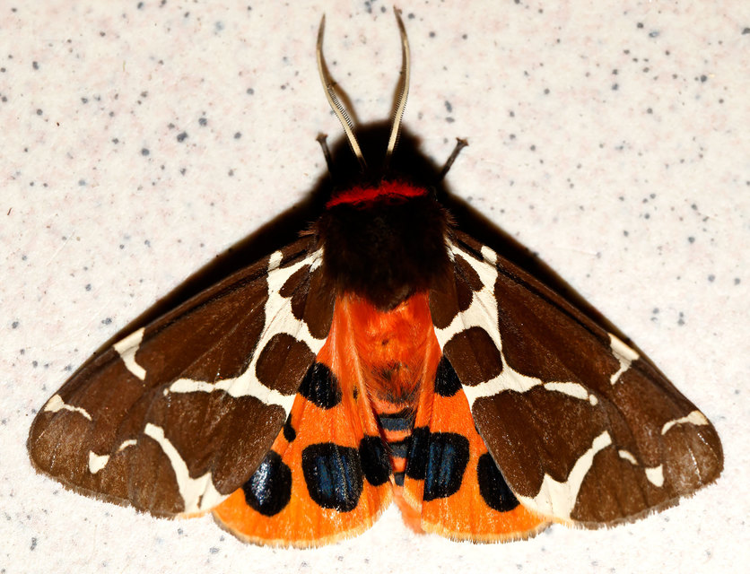Arctia caja - közönséges medvelepke