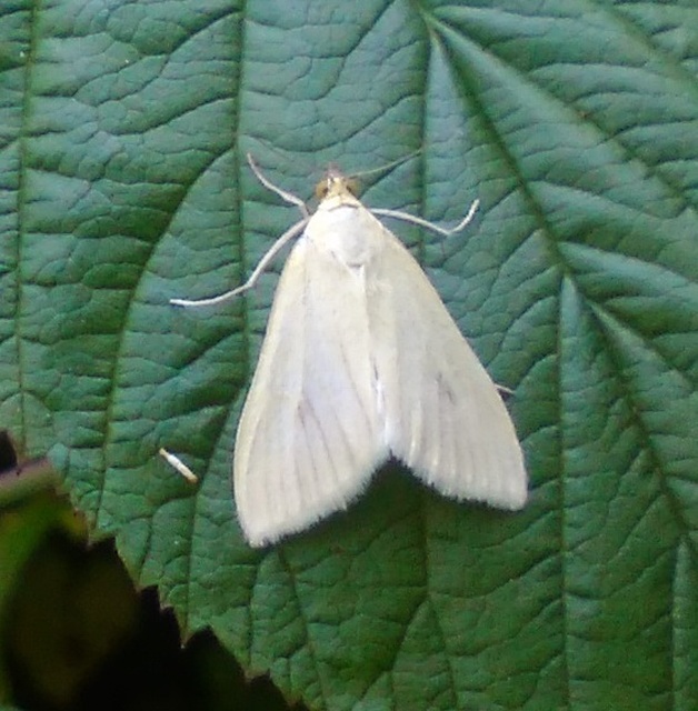 Sitochroa palealis - kénszárnyú dudvamoly