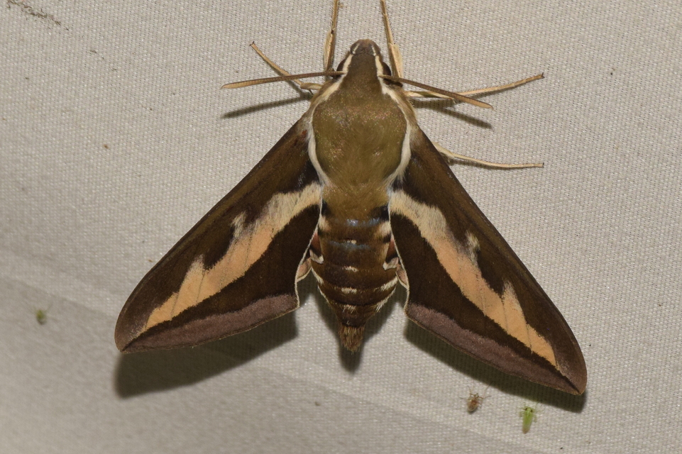 Hyles gallii - galajszender