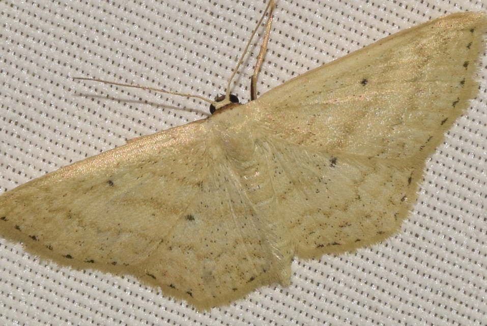 Scopula corrivalaria - lápi apróaraszoló