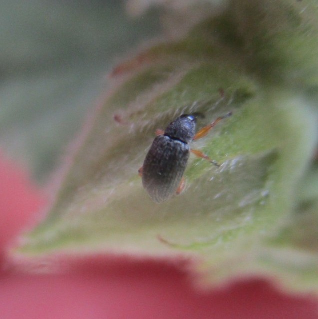 Pseudapion Pseudapion