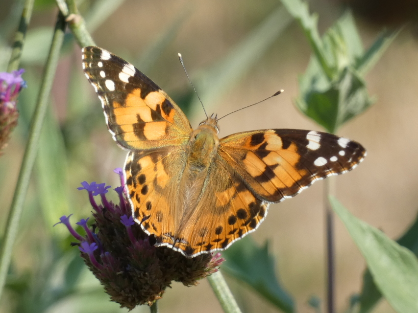 Vanessa cardui - bogáncslepke