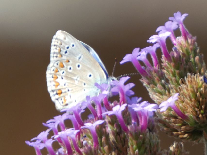 Polyommatus icarus - közönséges boglárka