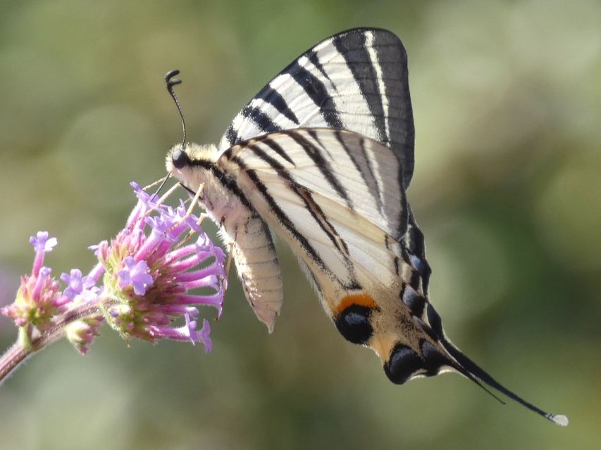 Iphiclides podalirius - kardoslepke