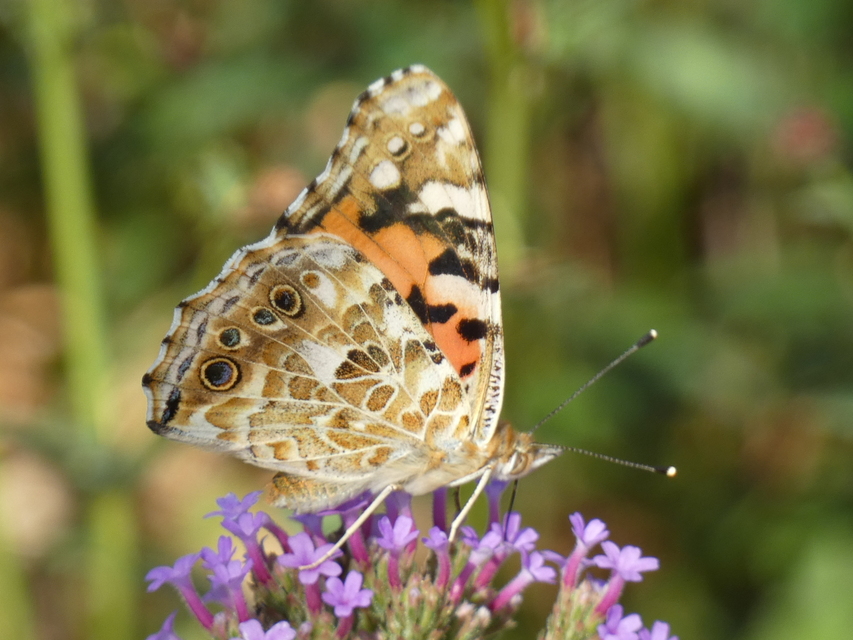 Vanessa cardui - bogáncslepke