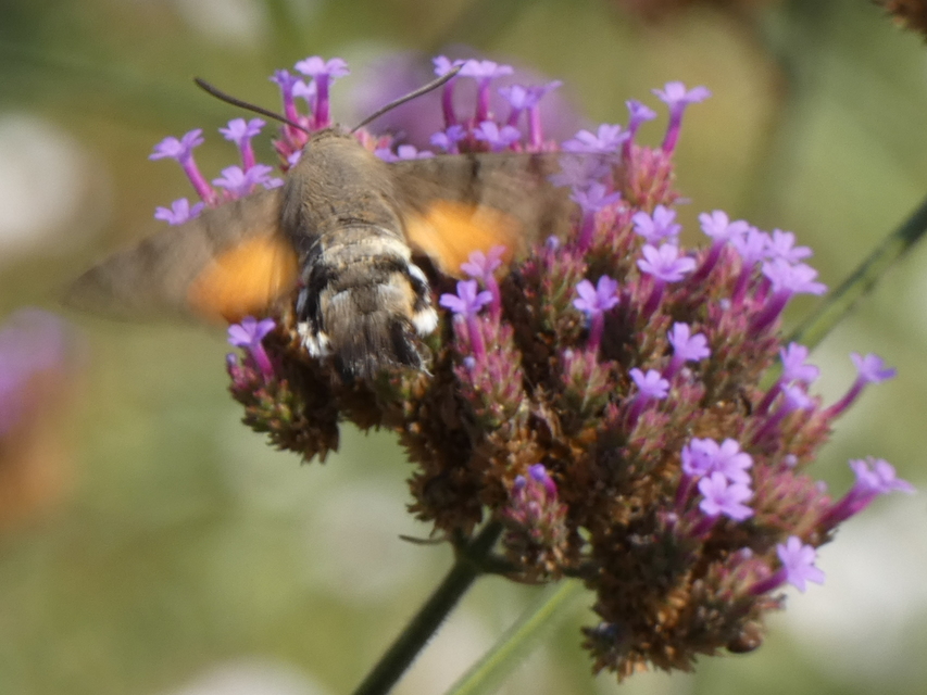 Macroglossum stellatarum - kacsafarkú szender