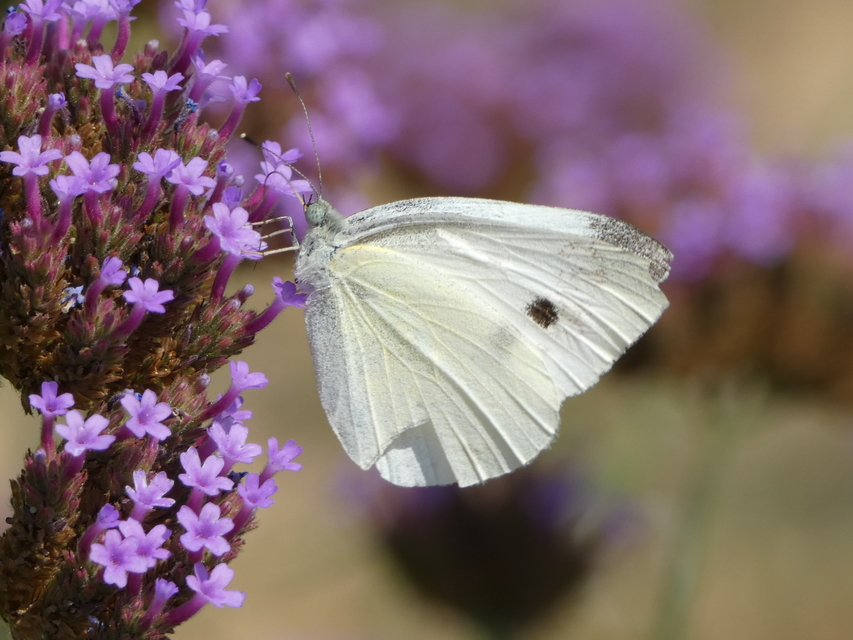 Pieris rapae - répalepke