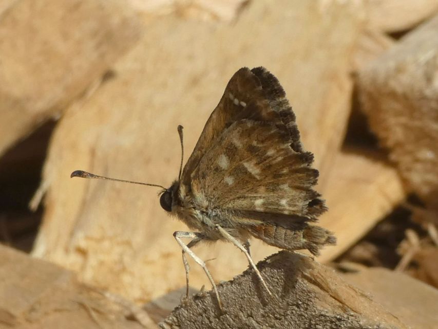 Carcharodus alceae - mályva-busalepke