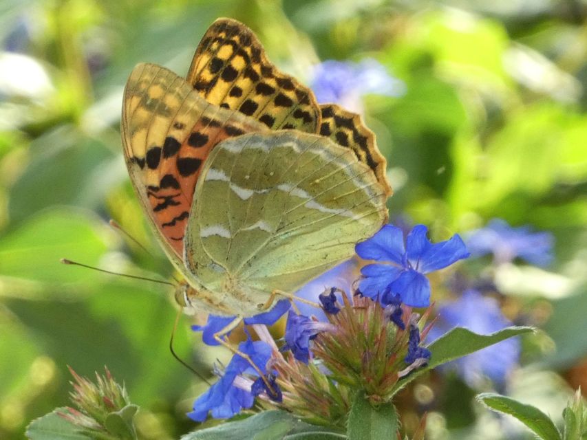 Argynnis pandora - zöldes gyöngyházlepke