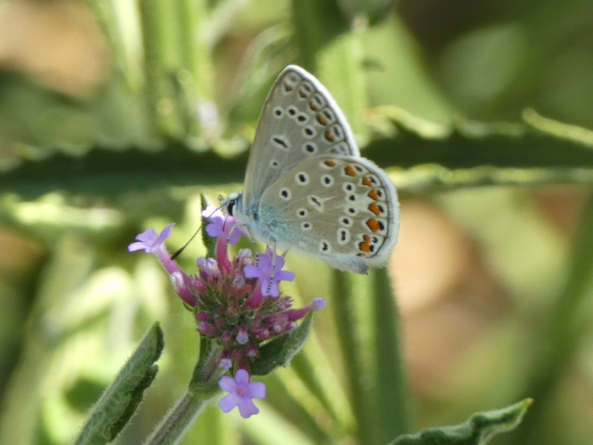 Polyommatus icarus - közönséges boglárka