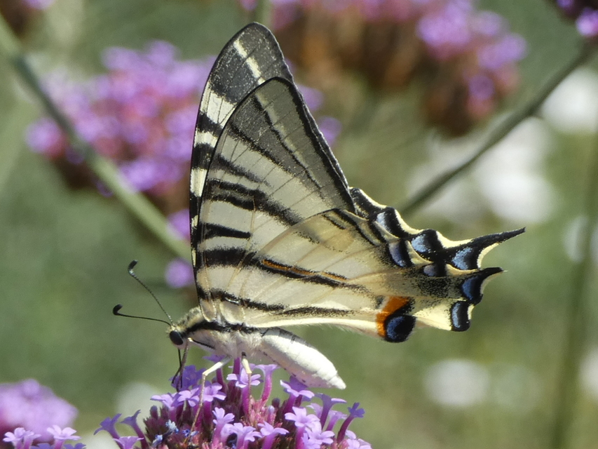 Iphiclides podalirius - kardoslepke