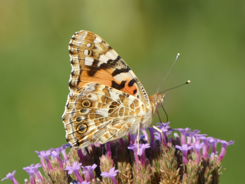 Vanessa cardui - bogáncslepke