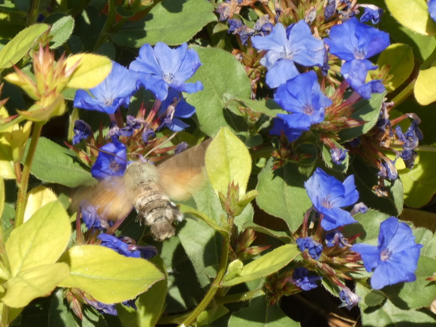 Macroglossum stellatarum - kacsafarkú szender