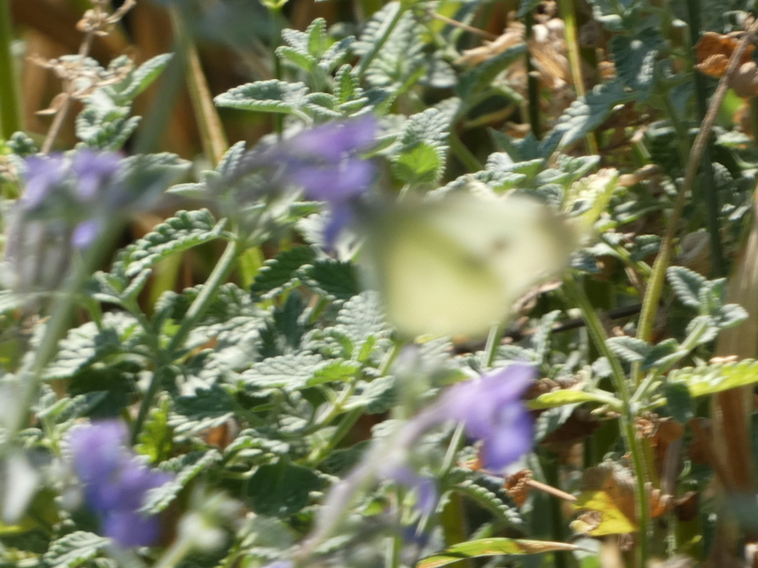 Pieris rapae - répalepke