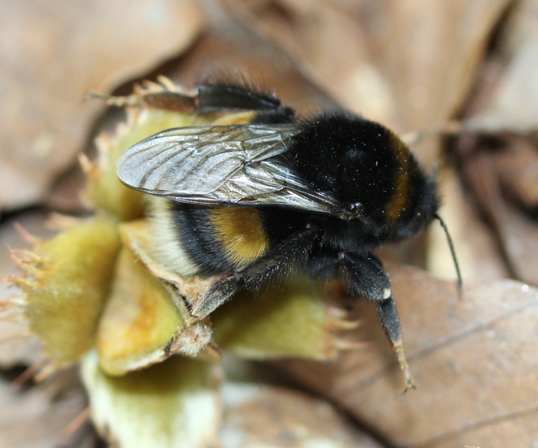 Bombus terrestris - földi poszméh