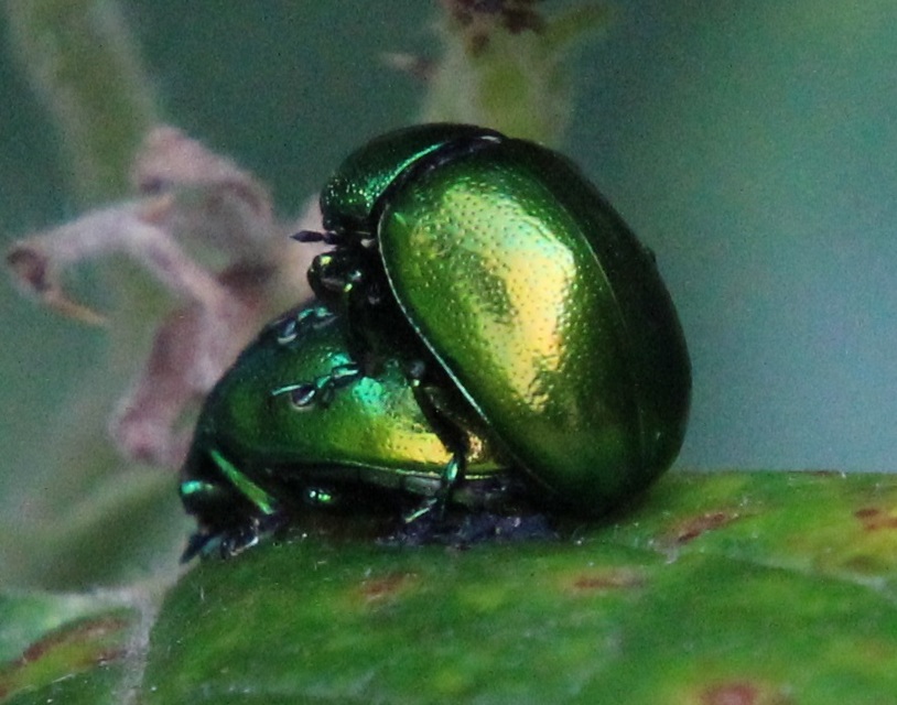 Chrysolina herbacea - zöld mentalevelész