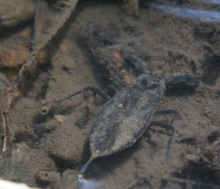Nepa cinerea - víziskorpió