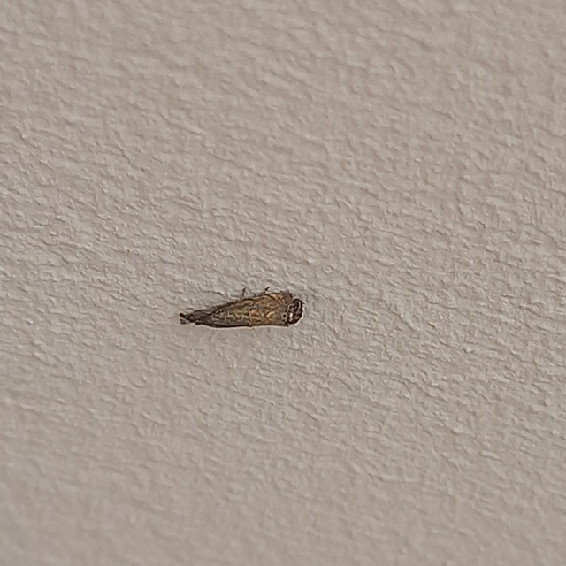 Platytes cerussella - törpe fűgyökérmoly