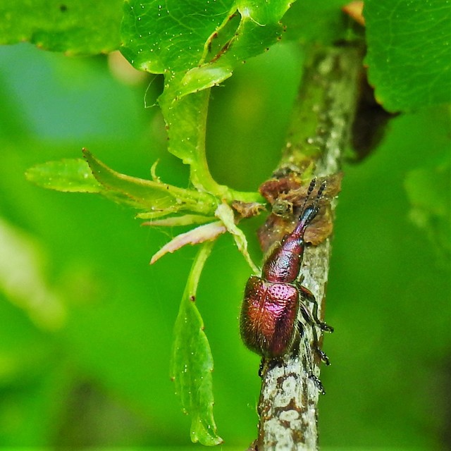 Rhynchites auratus - aranyos eszelény