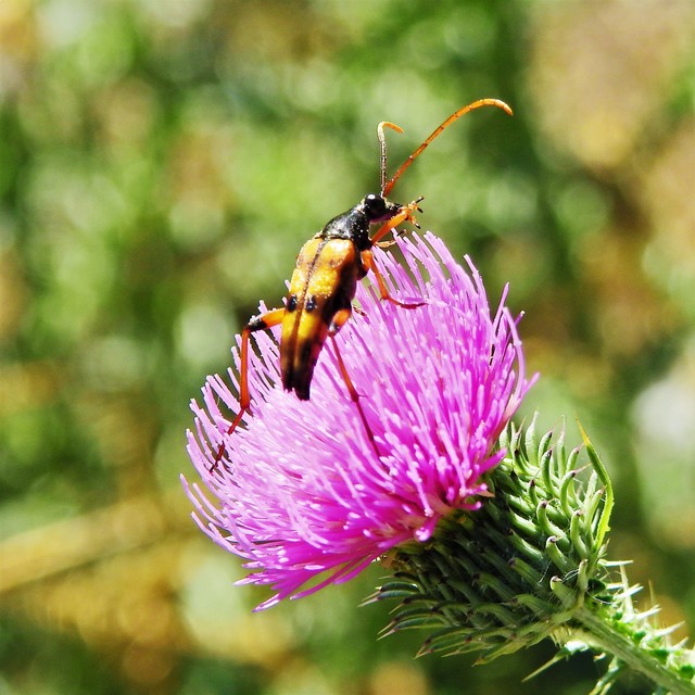 Strangalia attenuata - nyurgacincér