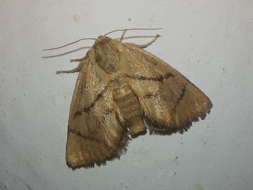 Apoda limacodes - kagylólepke