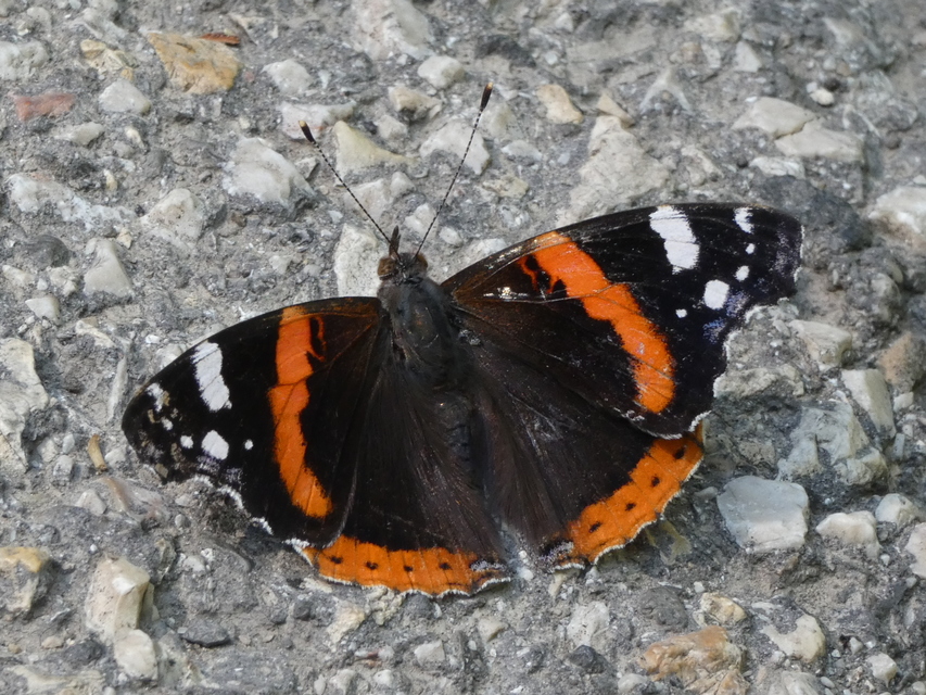 Vanessa atalanta - atalantalepke