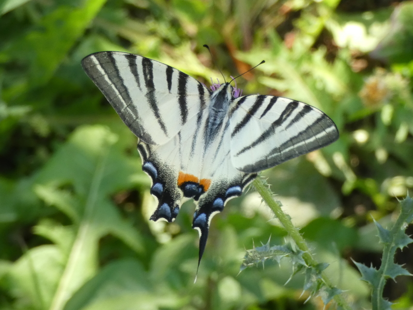 Iphiclides podalirius - kardoslepke