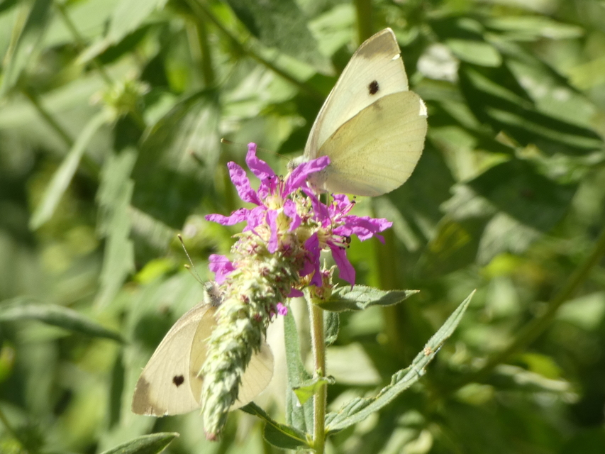 Pieris rapae - répalepke