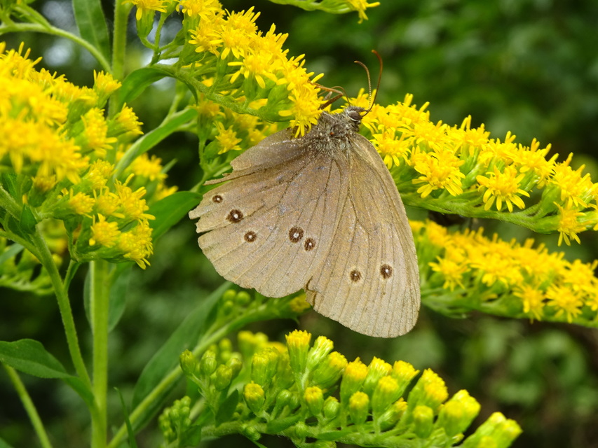 Aphantopus hyperanthus - közönséges ökörszemlepke