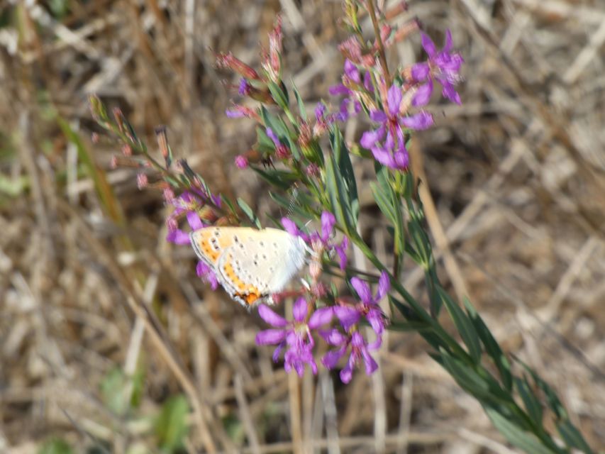 Lycaena thersamon - kis tűzlepke