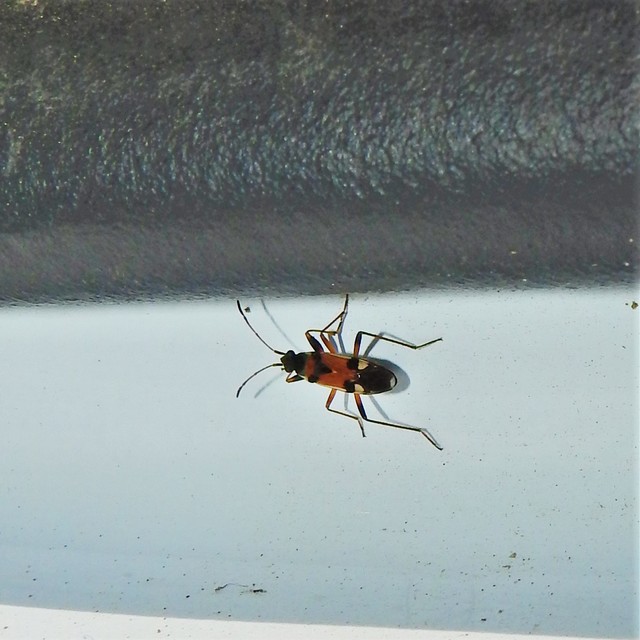 Beosus quadripunctatus - pettyes homokibodobács