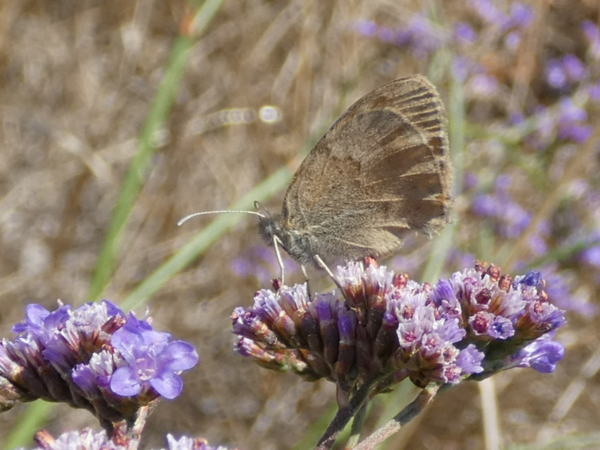 Coenonympha pamphilus - kis szénalepke