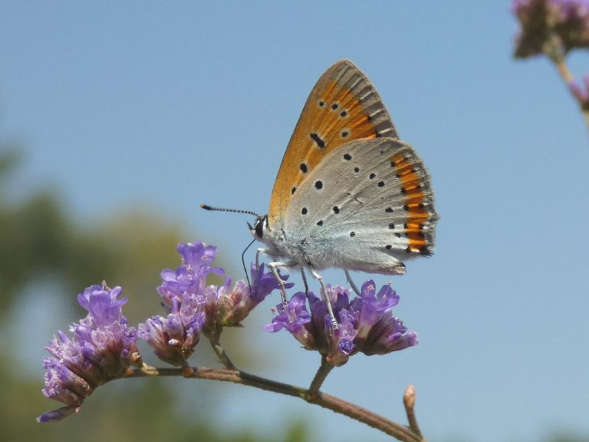 Lycaena dispar rutilus - nagy tűzlepke