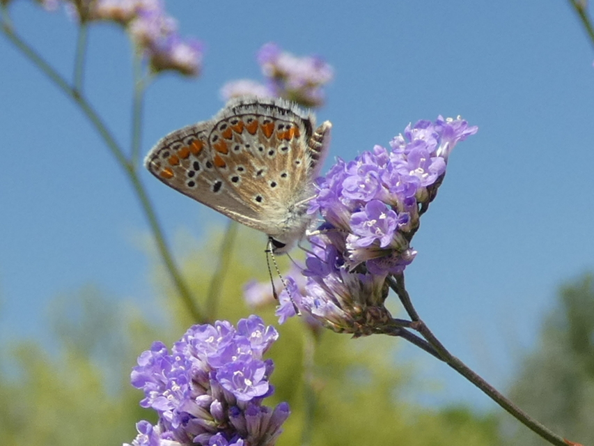 Aricia agestis - szerecsenboglárka