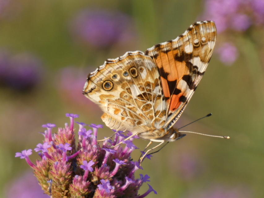 Vanessa cardui - bogáncslepke