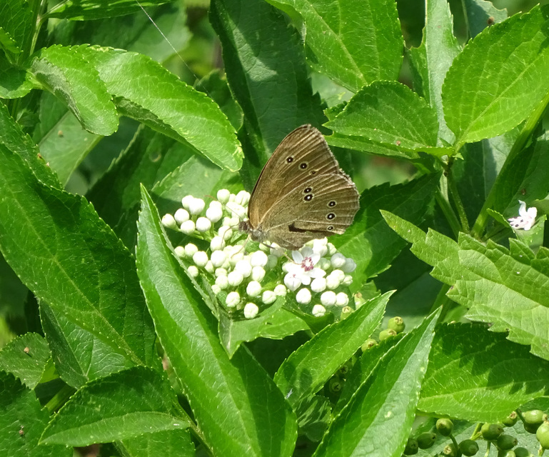Aphantopus hyperanthus - közönséges ökörszemlepke