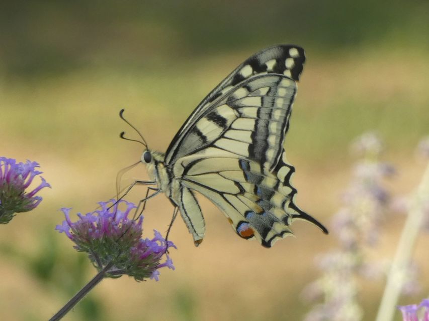 Papilio machaon - fecskefarkú lepke