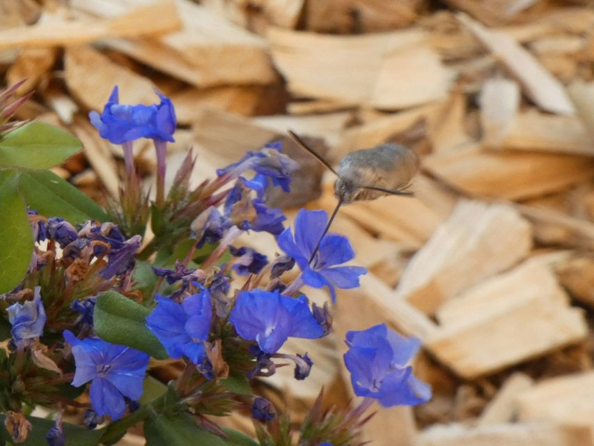 Macroglossum stellatarum - kacsafarkú szender