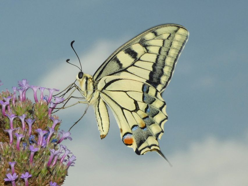 Papilio machaon - fecskefarkú lepke