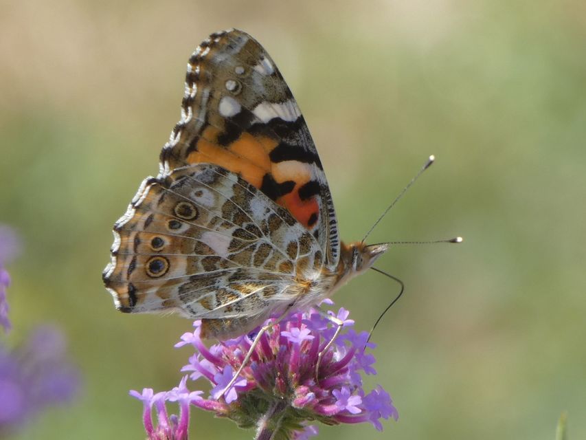 Vanessa cardui - bogáncslepke