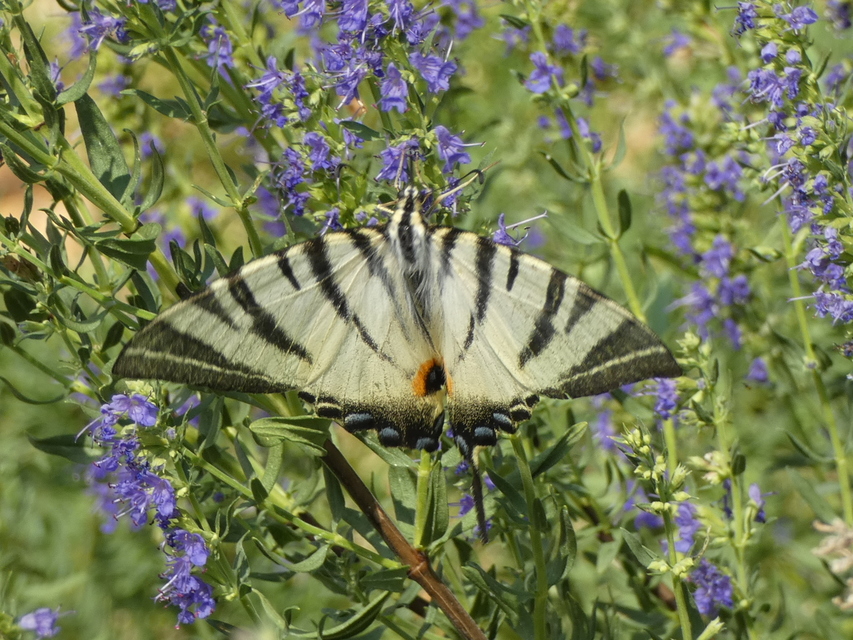 Iphiclides podalirius - kardoslepke