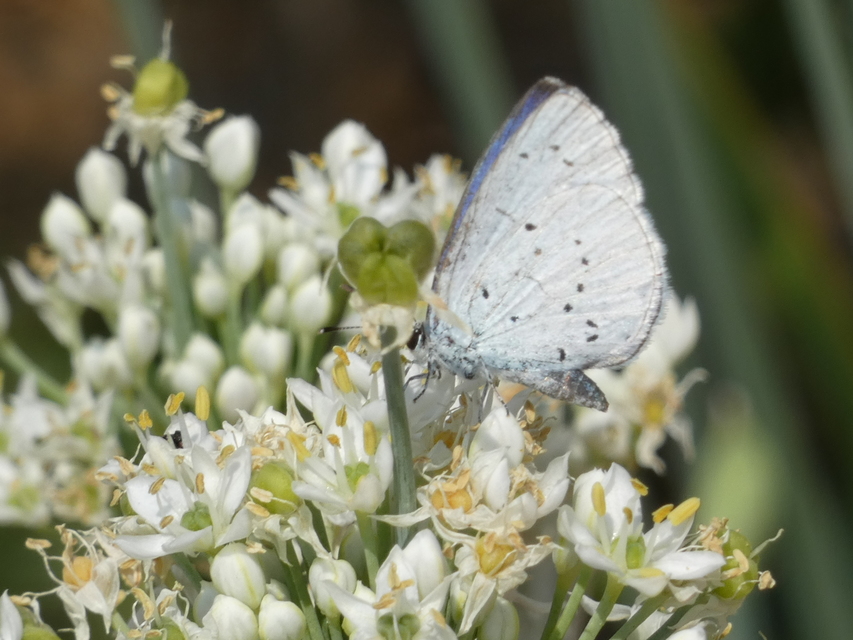 Celastrina argiolus - bengeboglárka