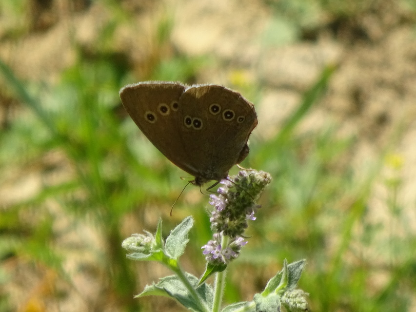Aphantopus hyperanthus - közönséges ökörszemlepke
