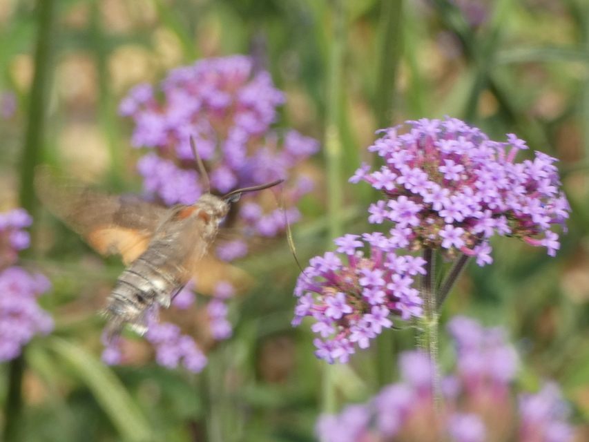 Macroglossum stellatarum - kacsafarkú szender
