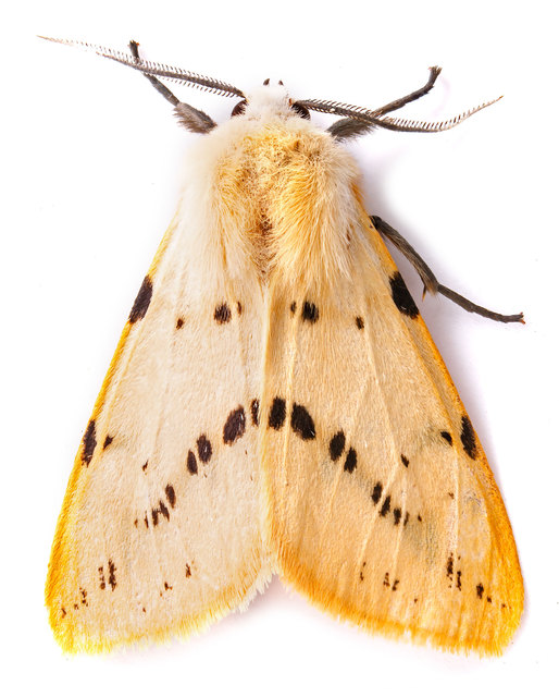Spilarctia lutea - sárgás medvelepke