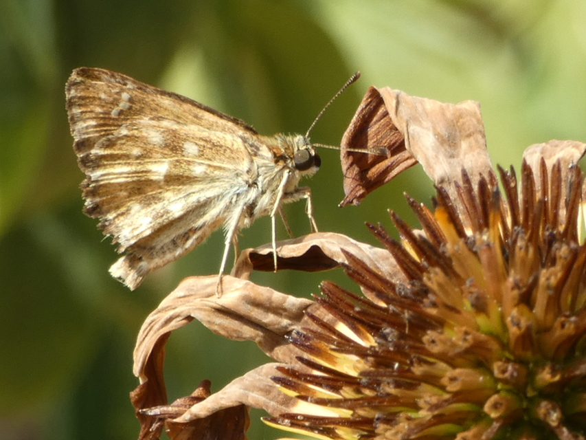 Carcharodus alceae - mályva-busalepke