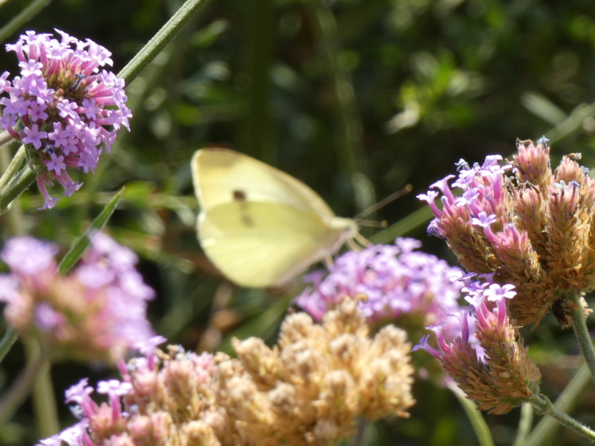 Pieris rapae - répalepke