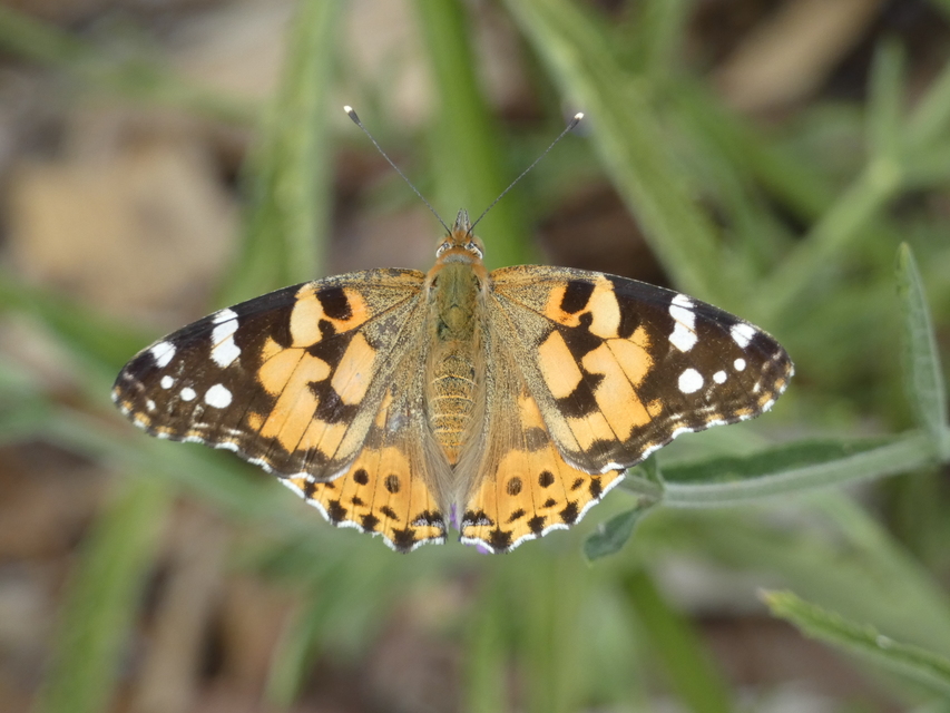 Vanessa cardui - bogáncslepke