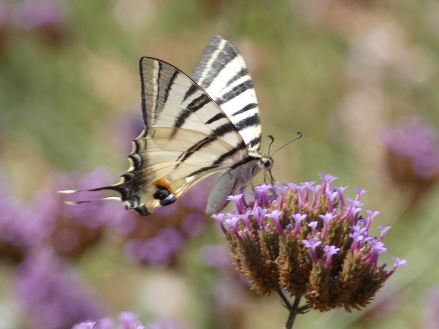 Iphiclides podalirius - kardoslepke